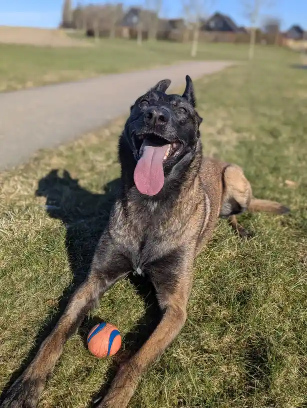 A black and tan dog, likely a Belgian Malinois, is lying on green grass with its mouth open and tongue out, looking up…