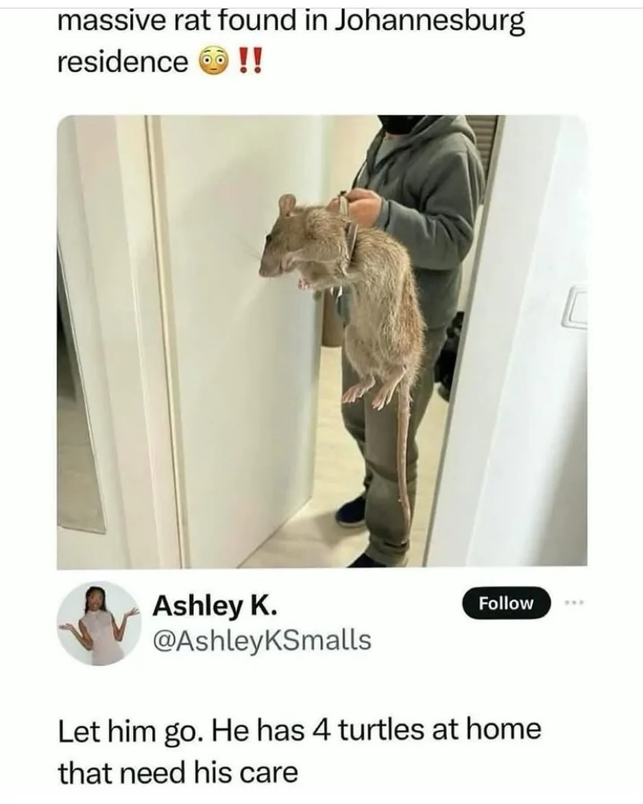 A person in a grey hoodie holds a very large rat by its neck with both hands, standing in a doorway. The overlaid text at…