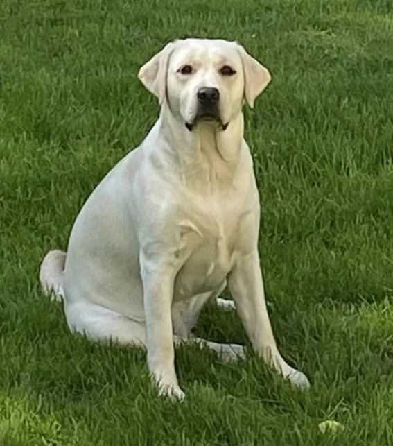 a white labrador retriever sits upright on green grass, looking directly at the camera with a calm, slightly smug…