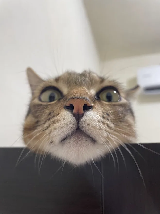 A close-up photo of a tabby cat with wide, startled-looking eyes peering over a dark surface, as if reacting to something…