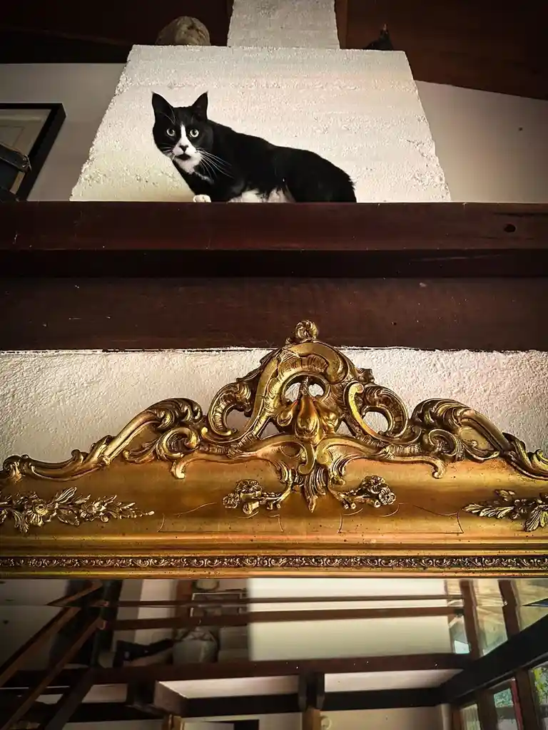 A black and white cat with green eyes sits atop a white textured surface, looking down at the viewer. Below it, a large…