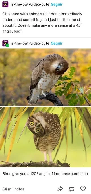The image displays two photos of birds: the top one shows a bird with a tilted head, and the bottom one shows an owl with…