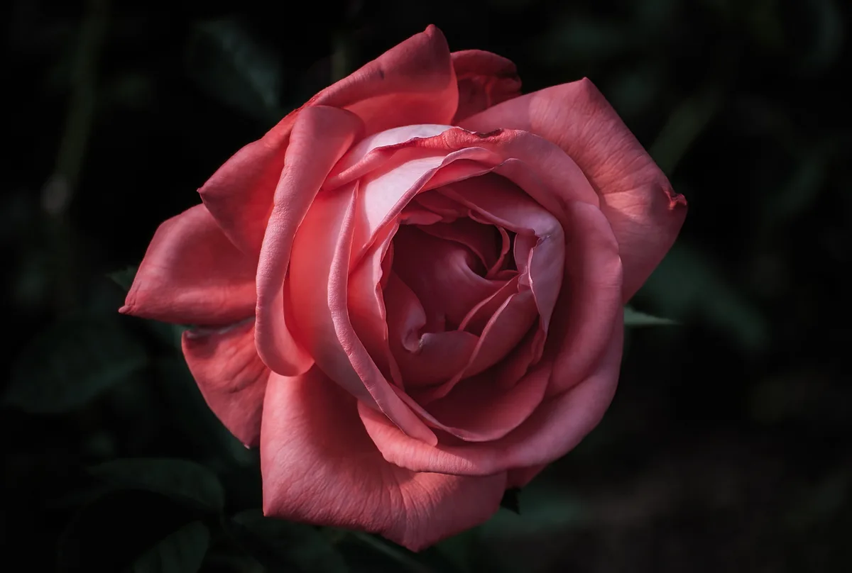 Champagne Rose: A Toast to Elegance
