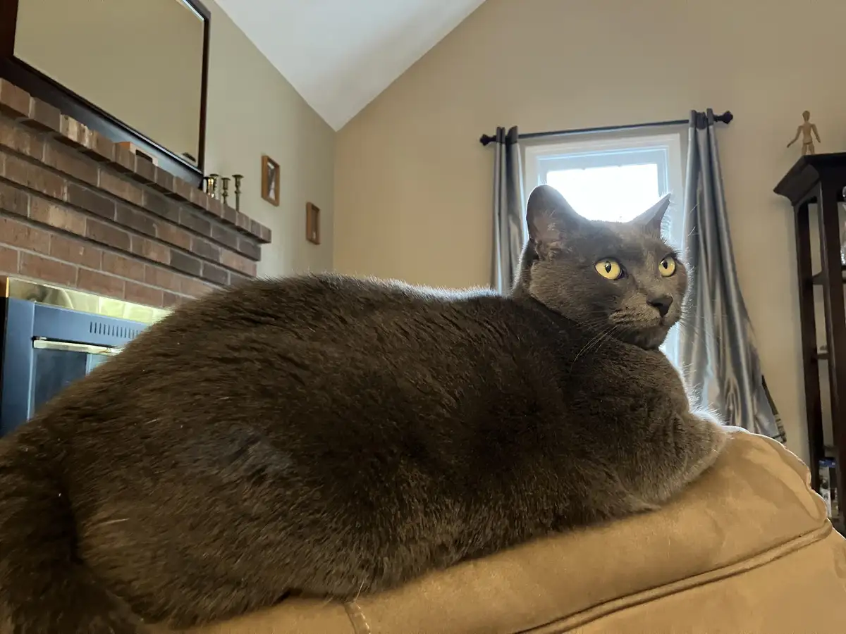 A large gray cat with bright yellow eyes is lounging on a tan couch cushion in a living room, looking off to the side with a…