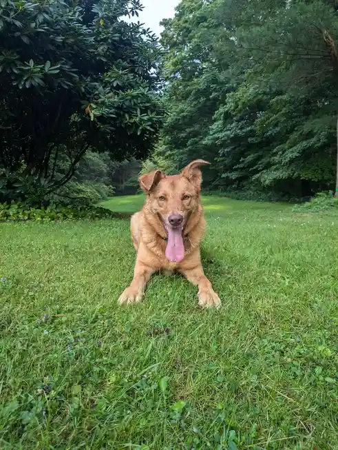 A tan dog with floppy ears and a long pink tongue is lying on green grass in a park, looking directly at the camera with a…