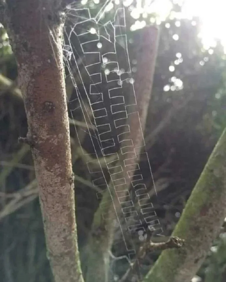 a close-up photo of a spider web strung between tree branches, with sunlight creating bright bokeh in the background. The…