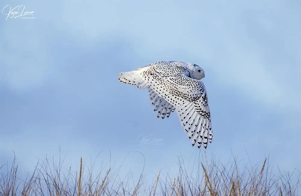 Majestic Snowy Owl in Action