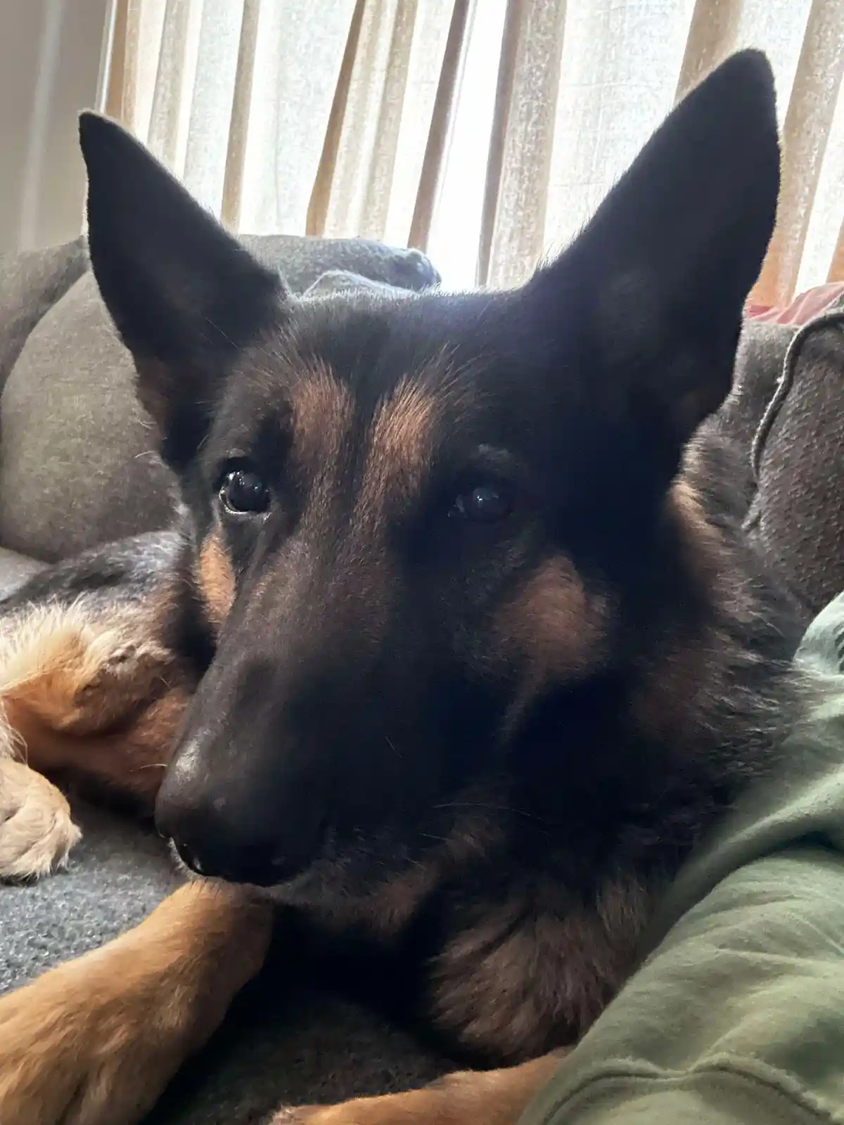 A German Shepherd dog with black and tan fur is lying on a gray couch, looking directly at the camera with a calm, slightly…