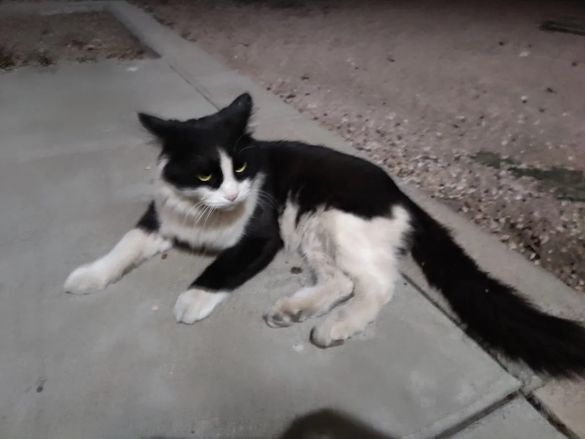A black and white cat lies sprawled on a concrete sidewalk at night, looking directly at the camera with a relaxed but…