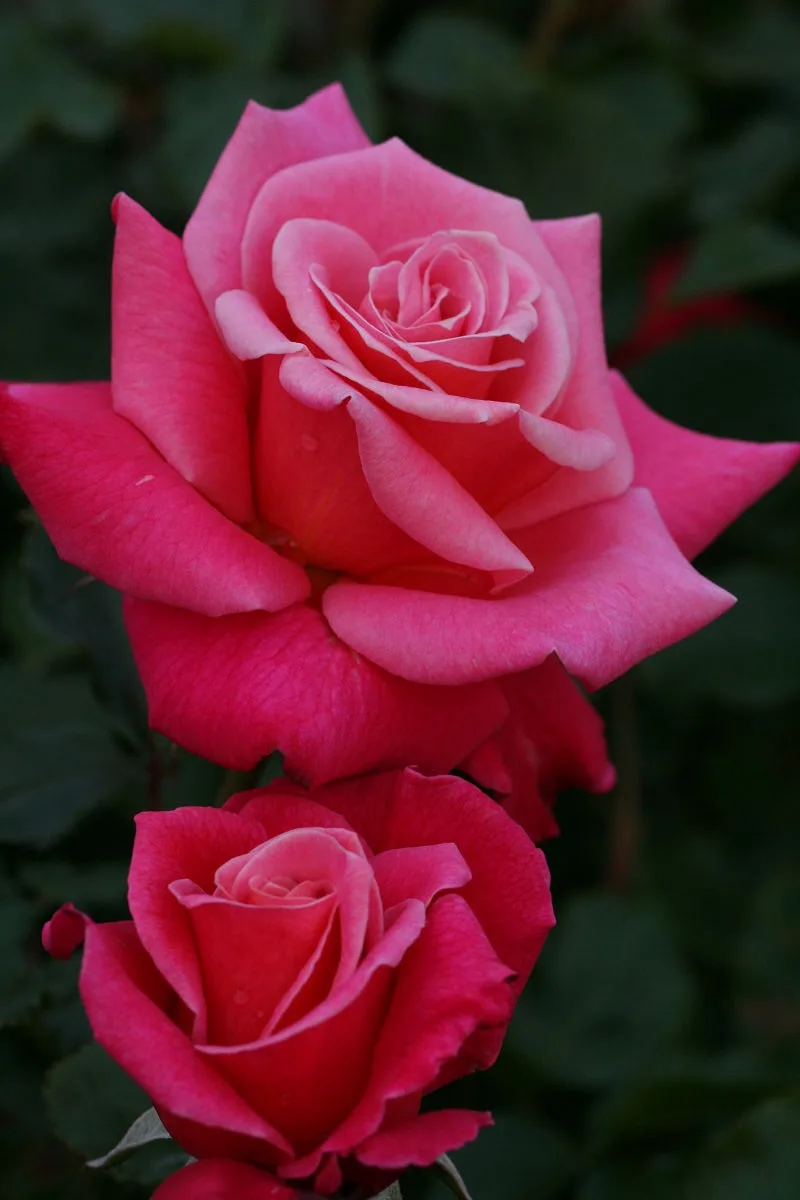 A Glimpse of May 2013 at Keisei Rose Garden
