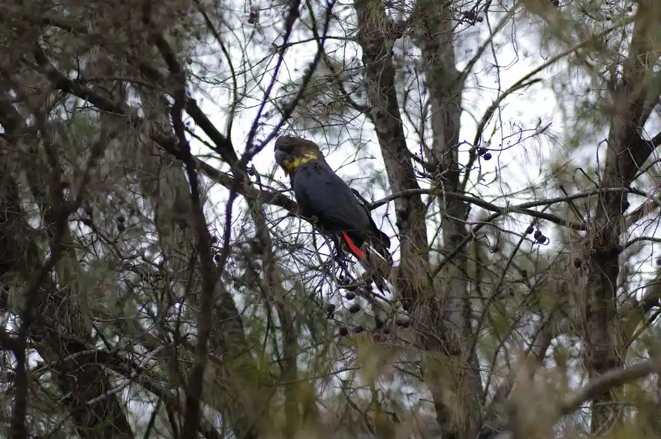 A black parrot with a yellow neck and red tail feathers perches on a branch in a pine tree, partially obscured by thin…
