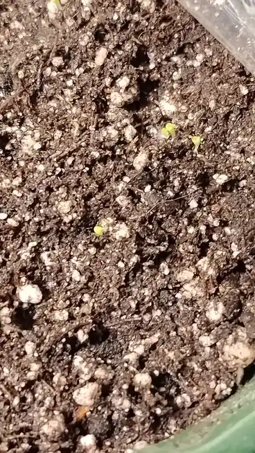 A close-up photo shows dark, clumpy soil with several tiny, bright green seedlings sprouting sparsely. The image is overlaid…