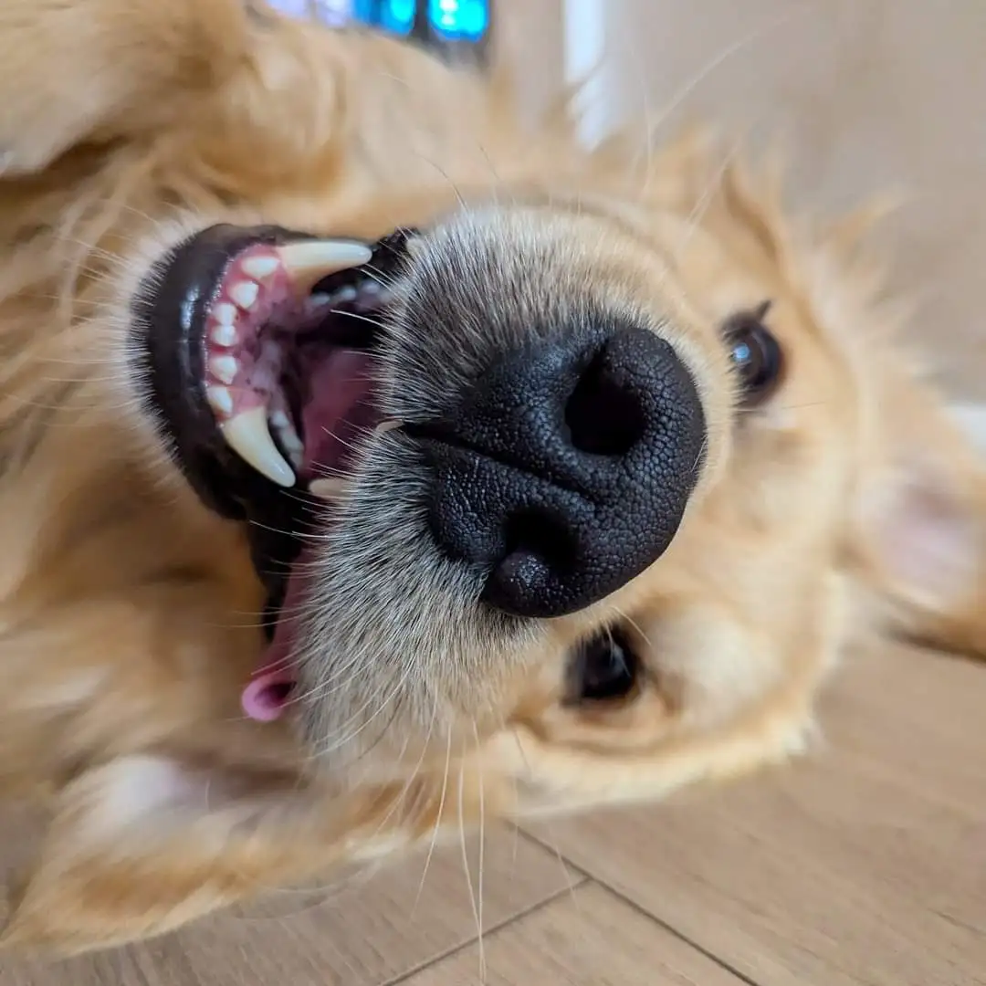 A close-up photo of a golden retriever lying on its back with its mouth wide open, showing teeth and tongue, looking…