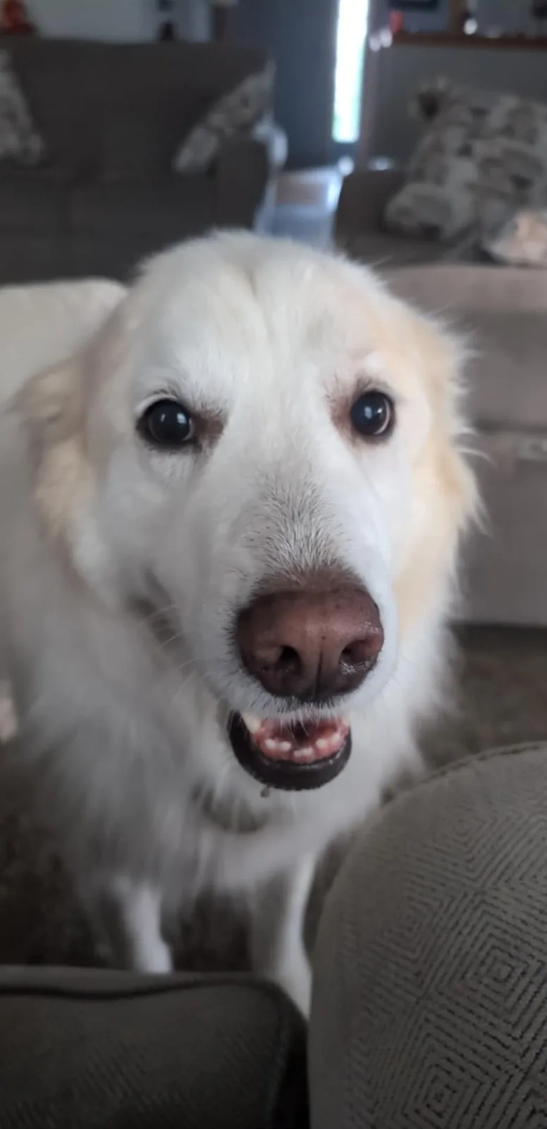 A close-up photo of a white dog with a brown nose and slightly open mouth, looking directly at the camera with wide…