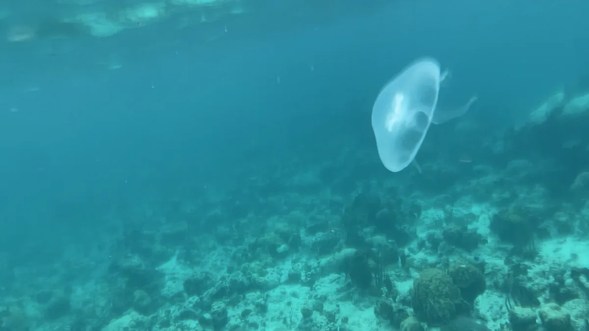 An underwater photo shows a translucent jellyfish drifting above a coral reef, with the overlaid text reading 'i'm not a…