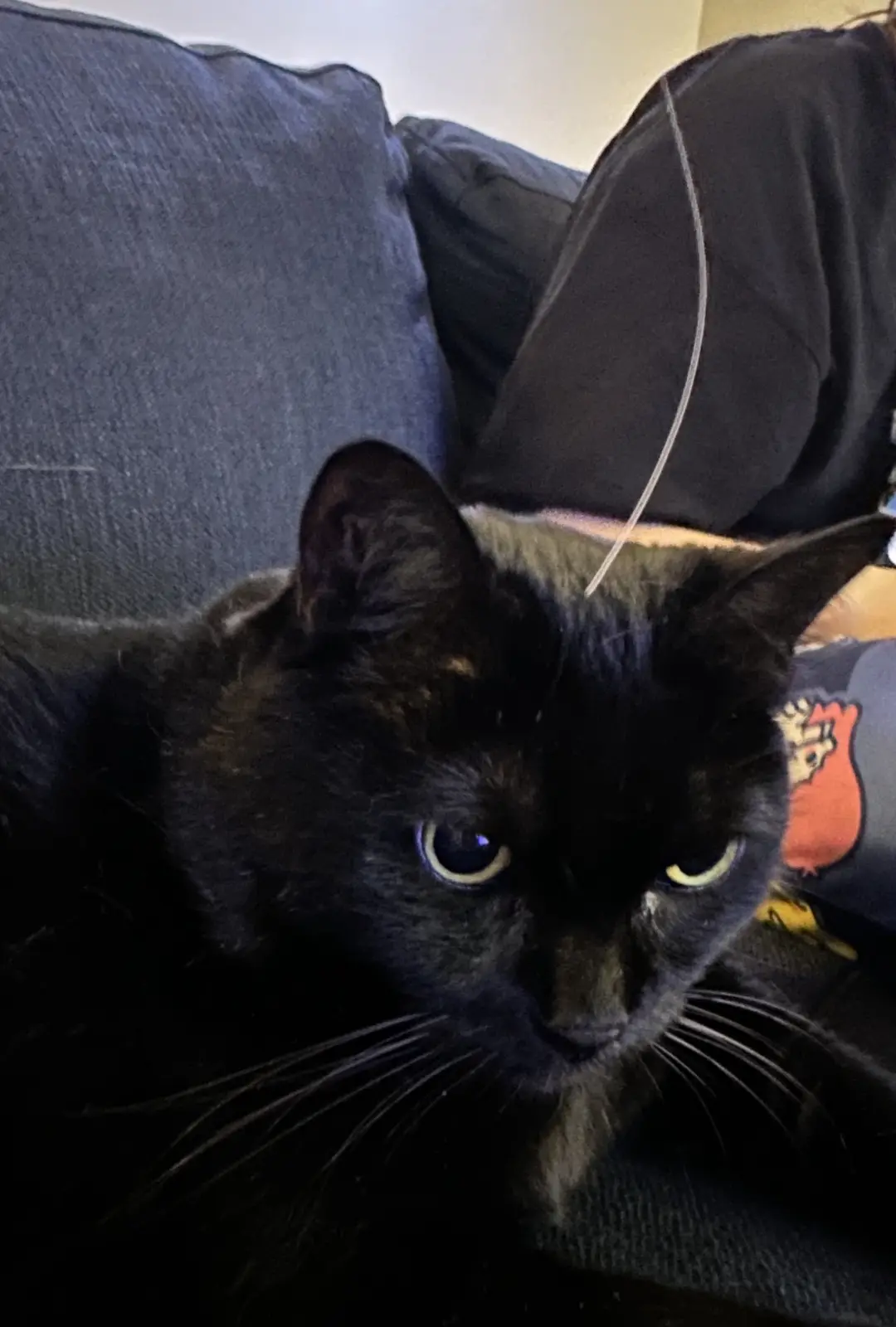 A close-up photo of a black cat with a slightly annoyed or unimpressed expression, lying on a dark couch. A thin white…