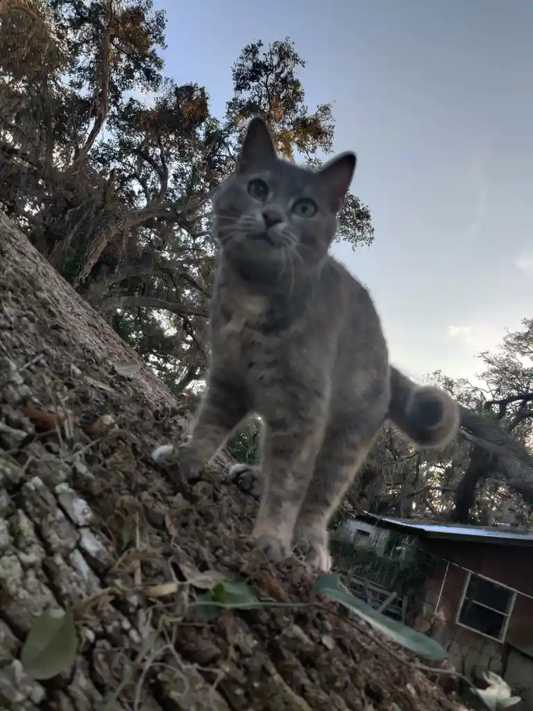A gray tabby cat with green eyes stands on a tree trunk, looking down at the camera with a calm, unimpressed expression. The…