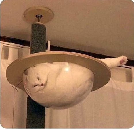 A white cat is curled up and sleeping inside a circular, shallow, light-brown dish or bowl that is suspended from the…