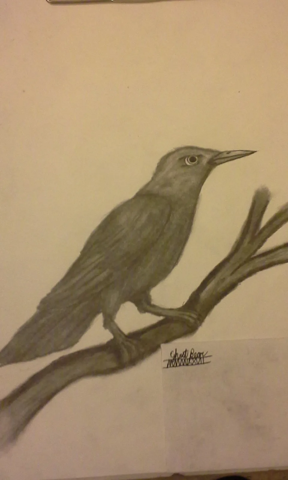 A pencil drawing of a bird perched on a branch, with the artist's signature 'Ghost Bear' visible in the lower right corner…