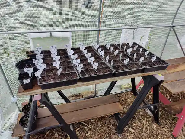 A wooden table inside a greenhouse holds multiple black seedling trays filled with soil and labeled with handwritten plant…