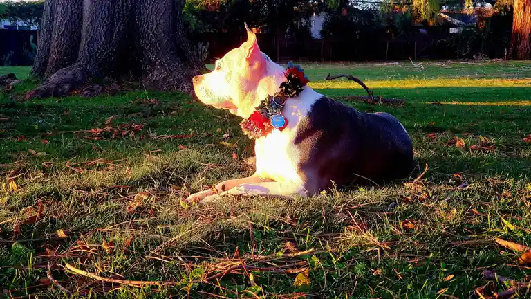 A white and gray dog with a decorative floral collar sits calmly on grass in a backyard, bathed in warm golden sunlight. The…