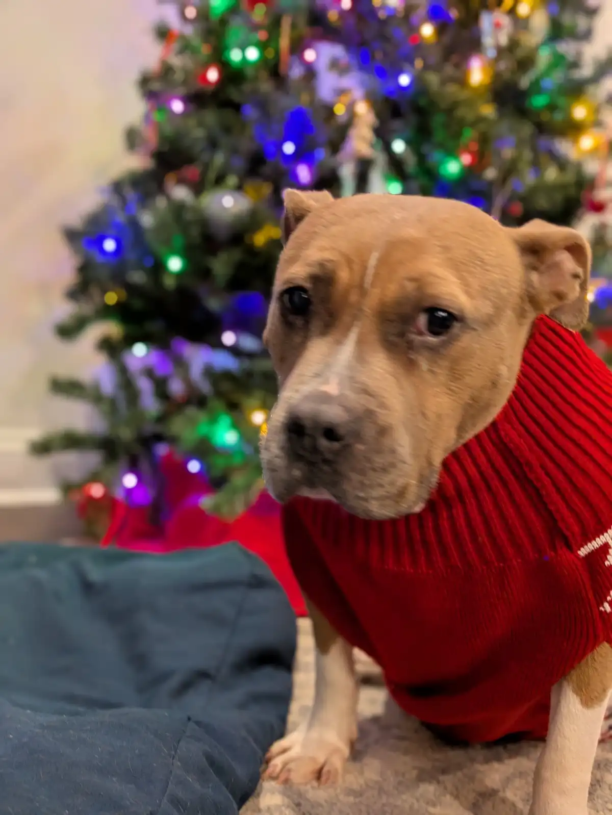 A tan dog wearing a red knitted sweater sits in front of a blurred, brightly lit Christmas tree. The dog has a sad…