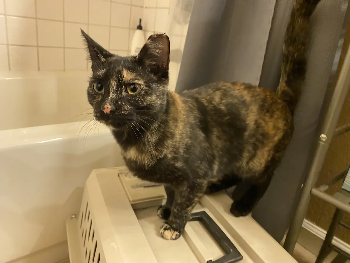 A tortoiseshell cat with wide, unimpressed eyes stands atop a white plastic pet carrier in a bathroom, positioned near a…