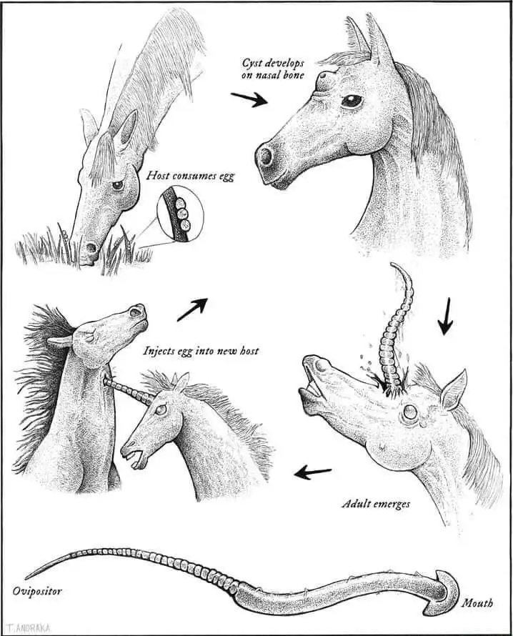 Ah, so that's the secret behind unicorns!