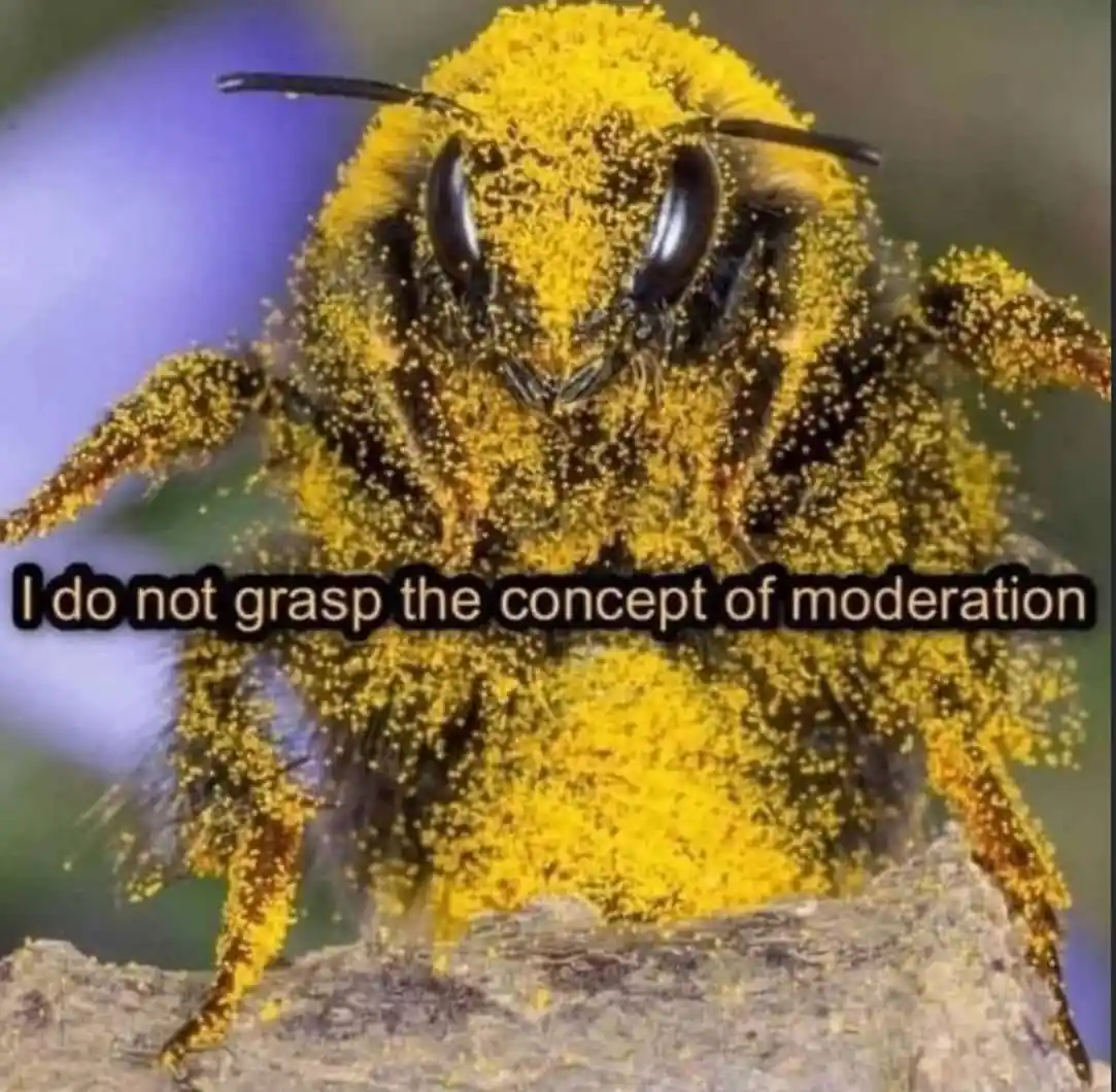 A close-up photo of a bumblebee covered in yellow pollen, with the text 'I do not grasp the concept of moderation' overlaid…