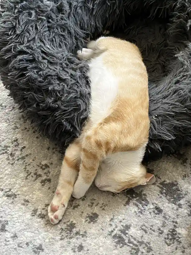 Kevin Adorably Claims His Fuzzy Bed in His Own Unique Way