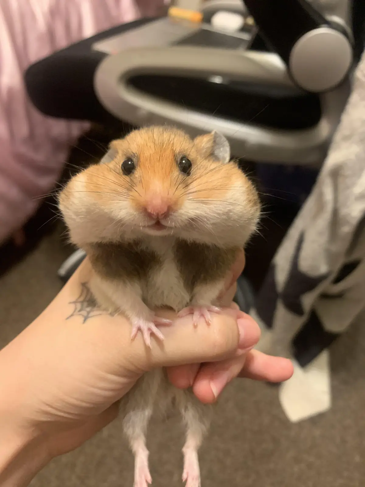 A close-up photo shows a small, fluffy hamster with orange and white fur being held gently in a person's hand. The hamster…