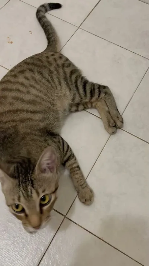 A tabby cat lies sprawled on a tiled floor, one front paw tucked under its body, tail curved upward, and eyes wide open…