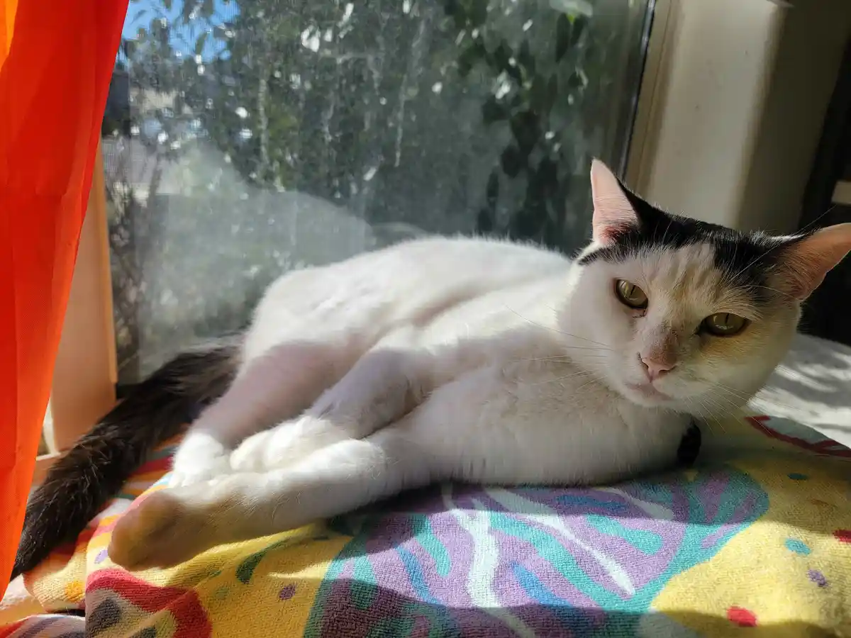 A white cat with black markings on its head and tail is lounging on a colorful blanket near a window with a screen, looking…