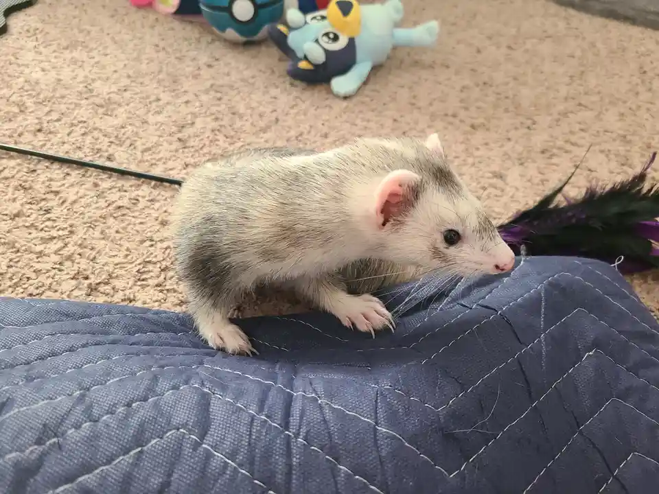 A small ferret with white and gray fur stands on a blue quilted blanket, looking intently at a purple and black feather toy…