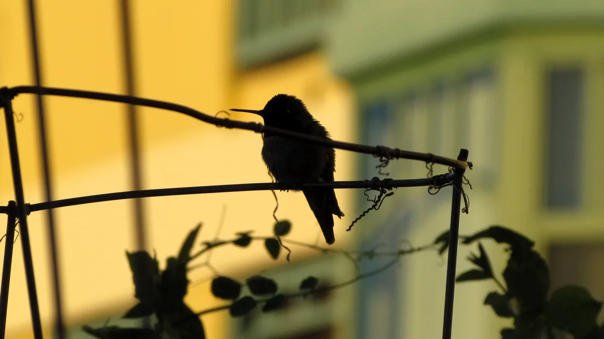 A small bird, likely a hummingbird, is silhouetted against a warm, golden-yellow background, perched on a thin wire or vine…