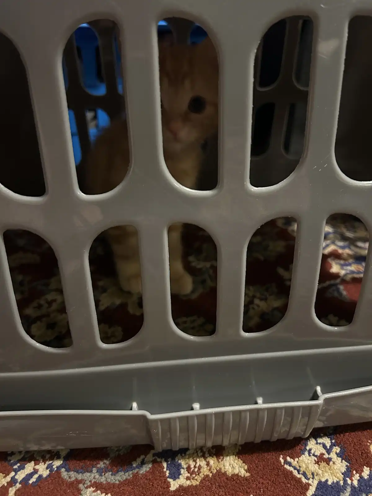 A close-up photo shows an orange tabby cat peeking through the slats of a gray plastic laundry basket, which sits on a…