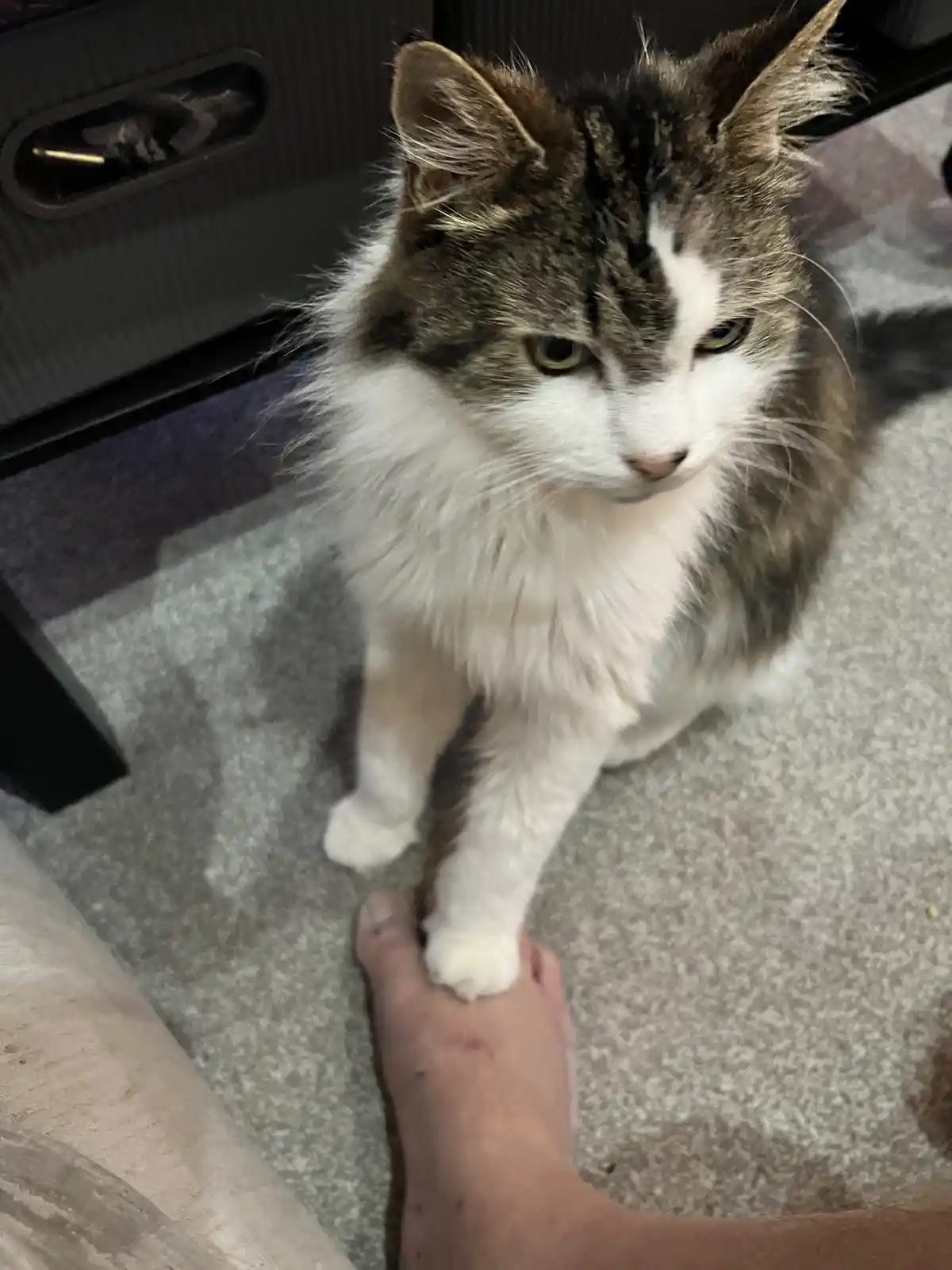 A fluffy brown and white cat with a stern, unimpressed expression sits on a carpeted floor, looking down at a human hand…