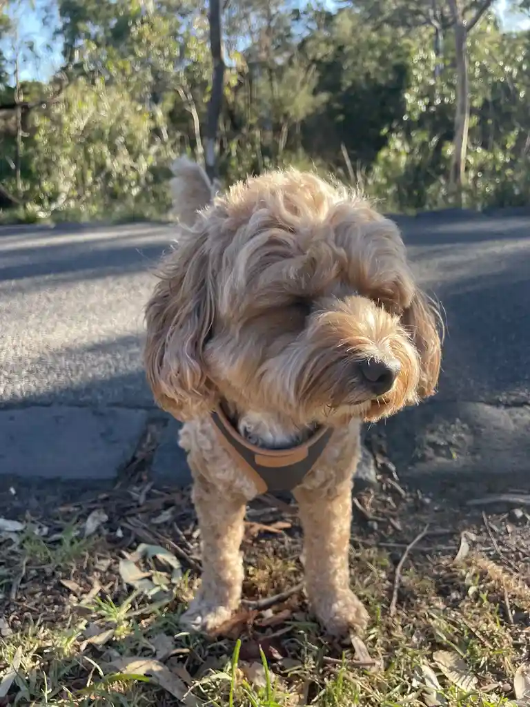 A fluffy, light brown dog with curly fur stands on a grassy patch next to a paved path, wearing a harness. The dog is…