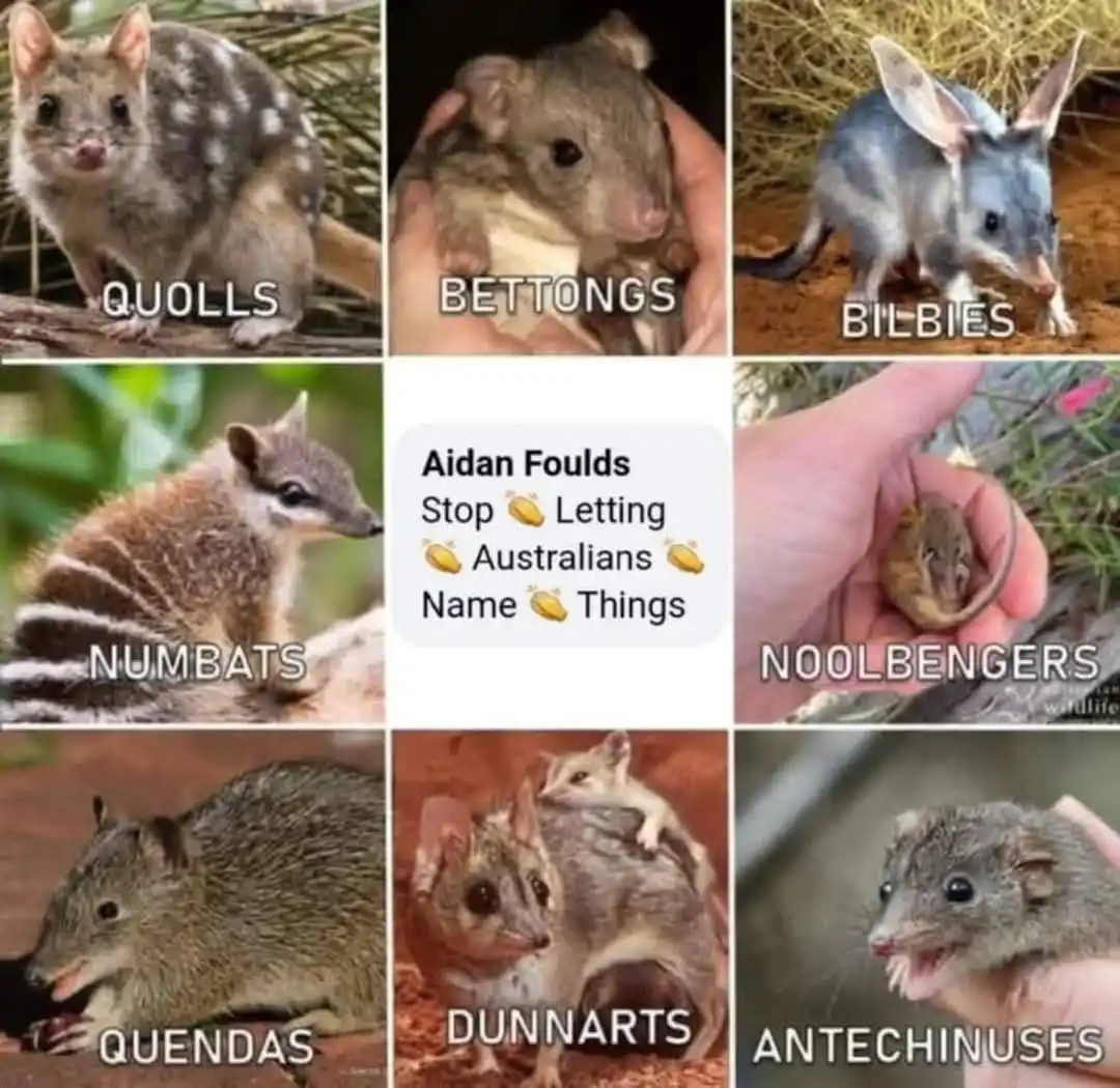 A 3x3 grid of images showing various small Australian marsupials, each labeled with its correct scientific name: quolls…