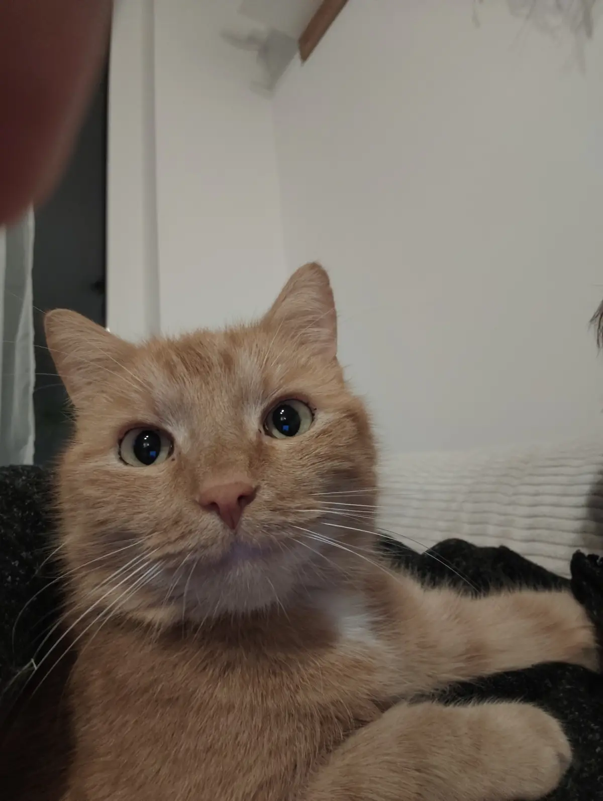 A close-up photo of an orange tabby cat with wide, startled-looking eyes staring directly at the camera. The cat is resting…