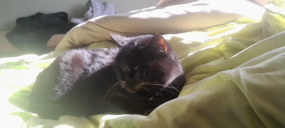 A black cat is curled up and sleeping on a rumpled yellow-green bedsheet, partially illuminated by bright sunlight streaming…