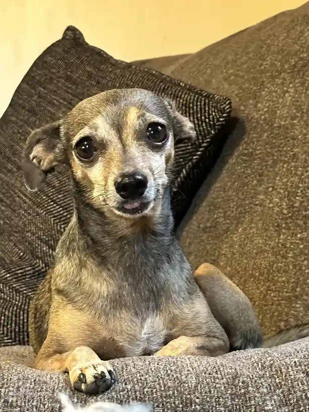 A small, scruffy dog with large, soulful eyes and a slightly open mouth sits on a textured gray couch, looking directly at…