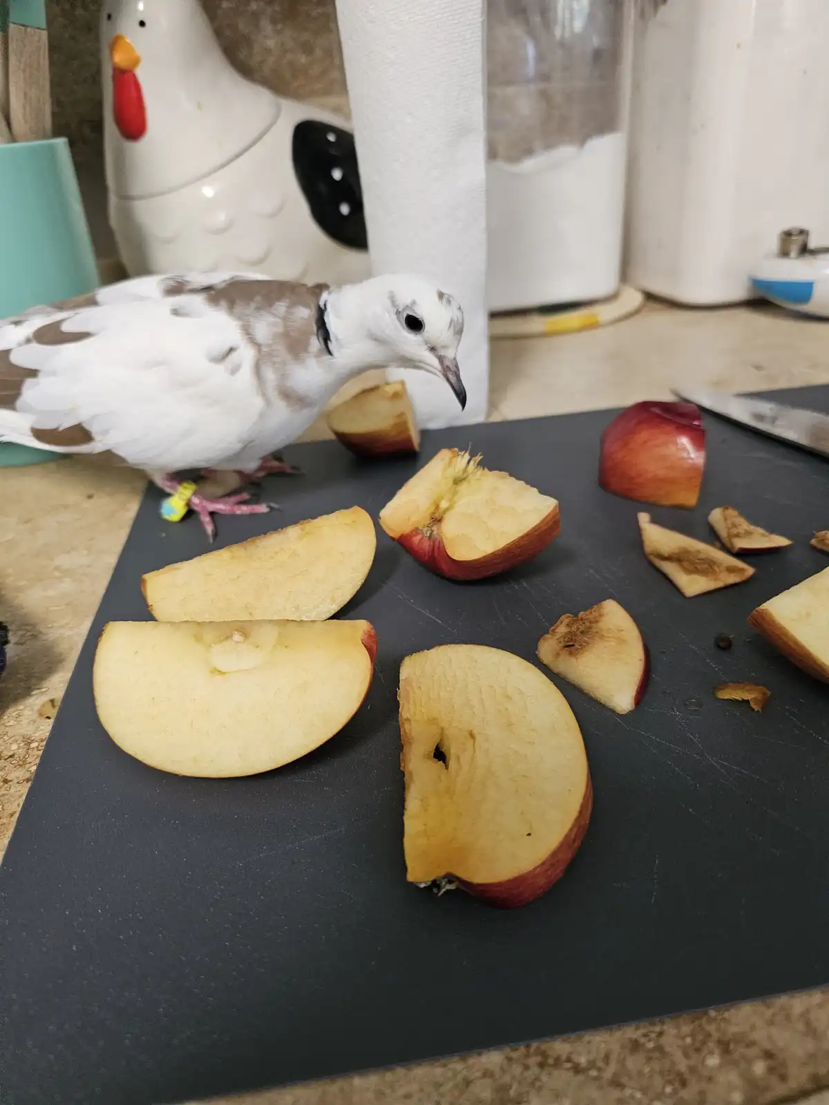 A white and brown pigeon with a yellow leg band stands on a black cutting board next to numerous apple slices, some of which…