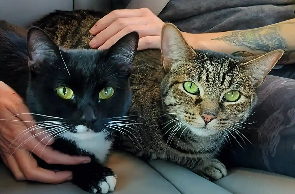 Cats Taking a Fun Road Trip Adventure