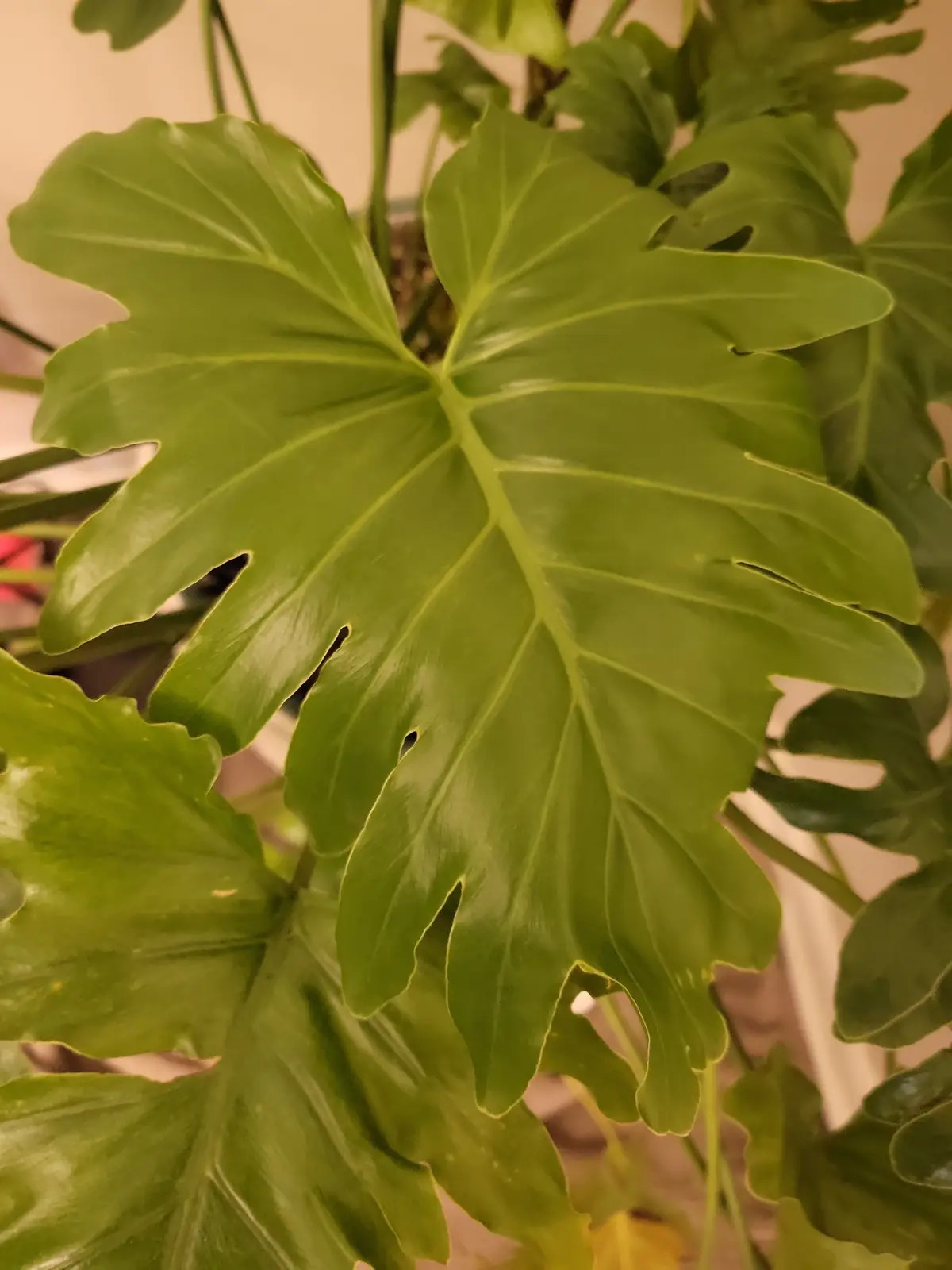 A close-up photo of a large, glossy green leaf with deep lobes and visible veins, part of a houseplant. The overlaid text…