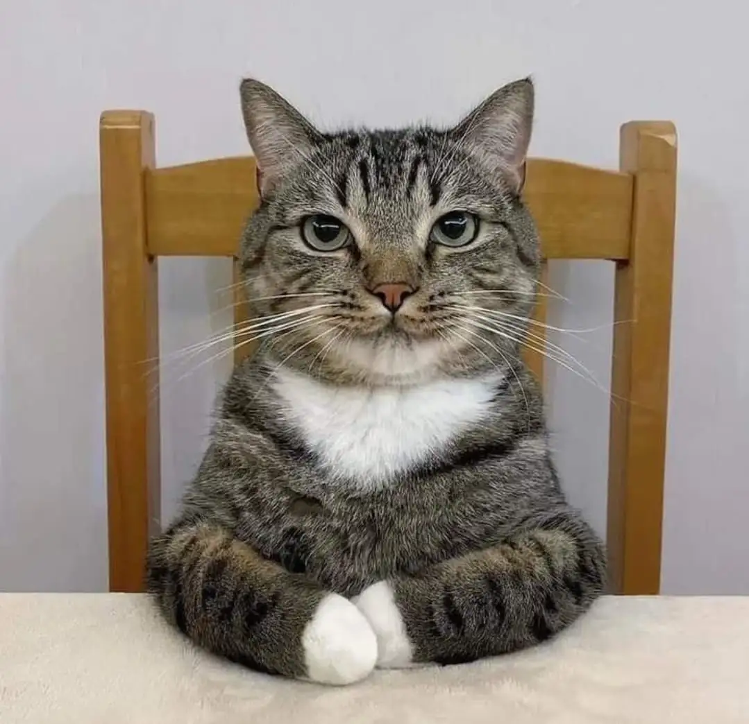A tabby cat with a white chest and paws sits upright on a wooden chair, looking directly at the camera with a serious…