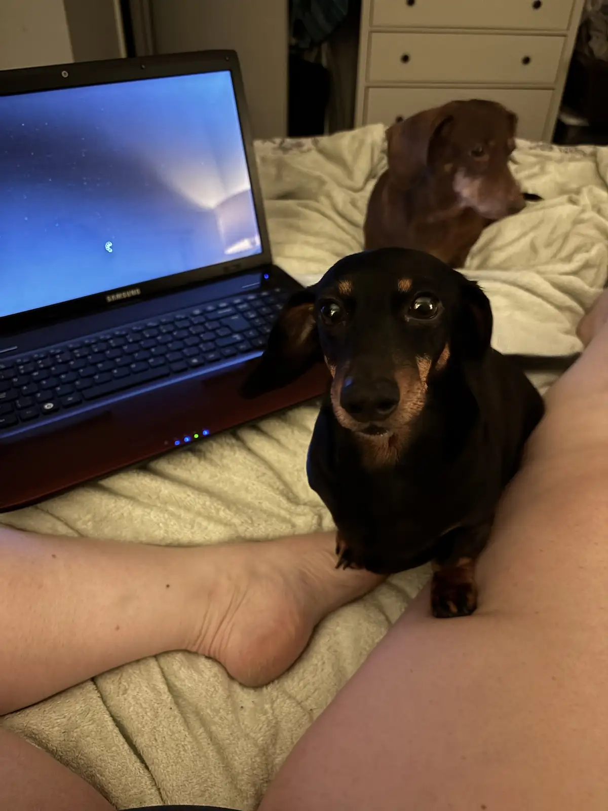 A black dachshund with large, pleading eyes sits on a bed between a person's legs, looking directly at the camera, while a…