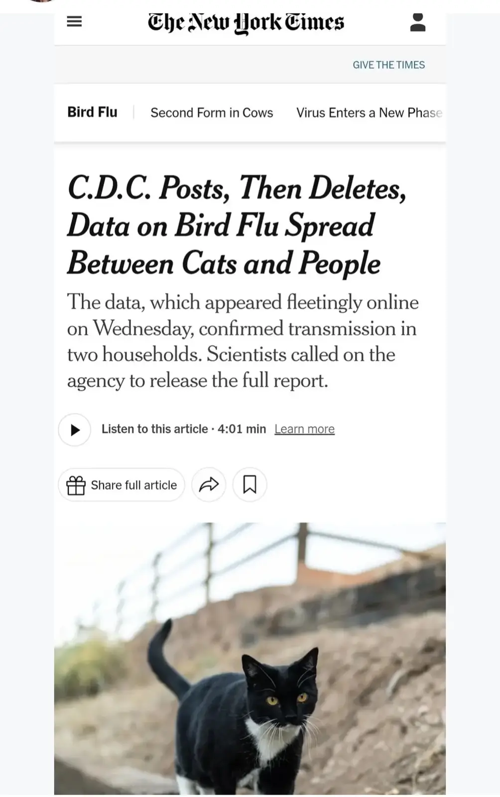 A screenshot of a New York Times article about bird flu transmission between cats and people, overlaid with a photo of a…