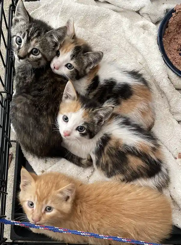 Four small kittens of various colors — tabby, calico, and ginger — are huddled together on a white towel inside a black wire…