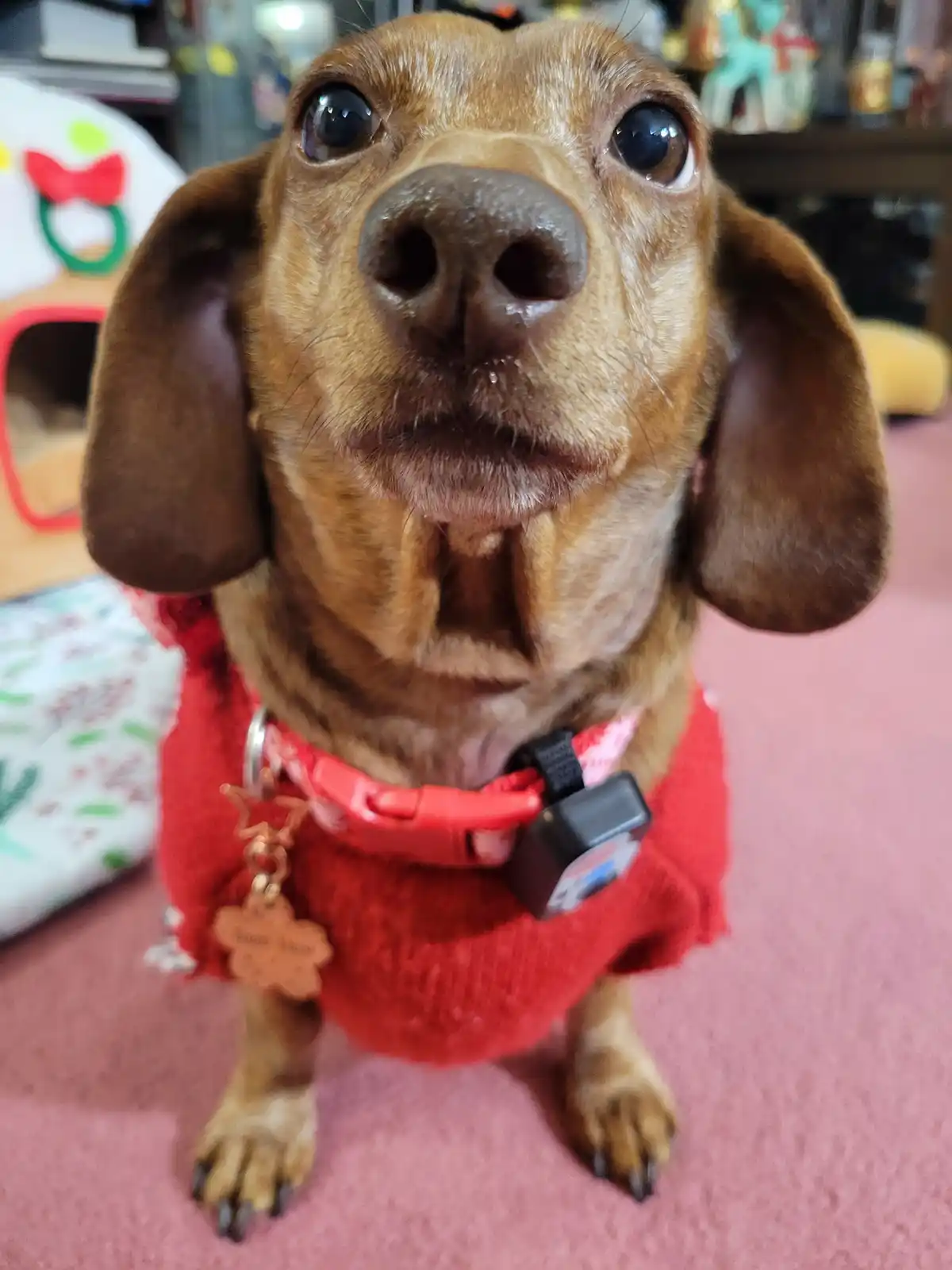 A close-up photo of a brown dachshund wearing a red sweater and a red collar with a black device attached, looking directly…